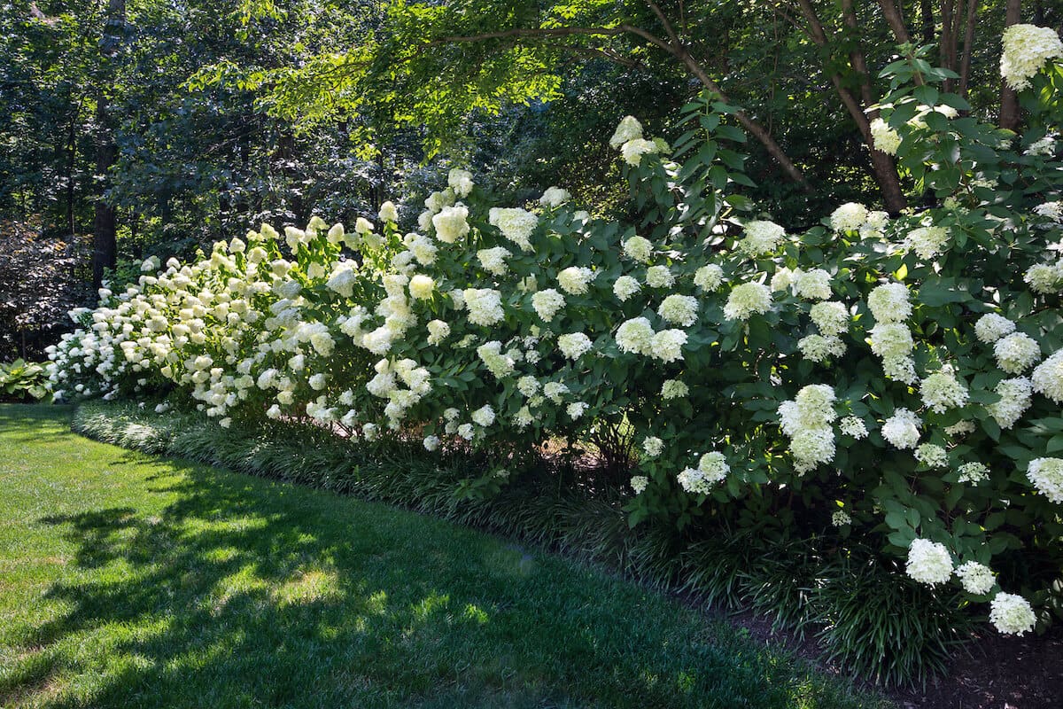 flowering shrub border of hydrangea