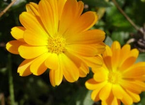 edible calendula flower