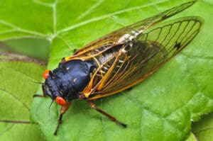cicada 17 year