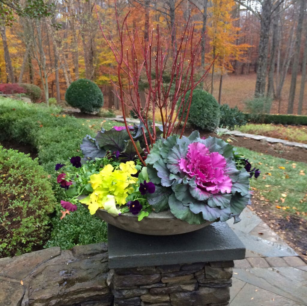 cold-season-container-display-ornamental-cabbage