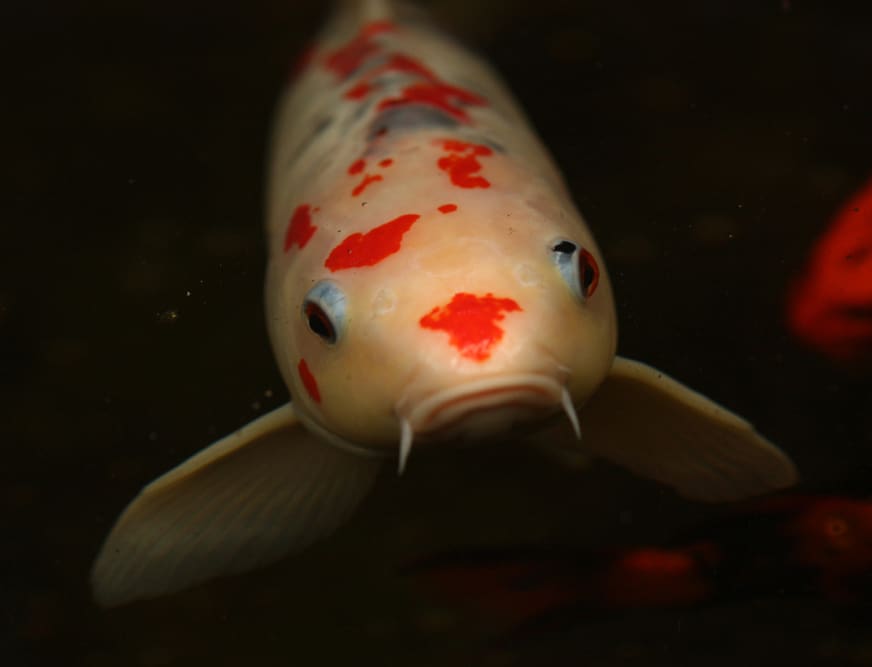 doleful koi fish close up