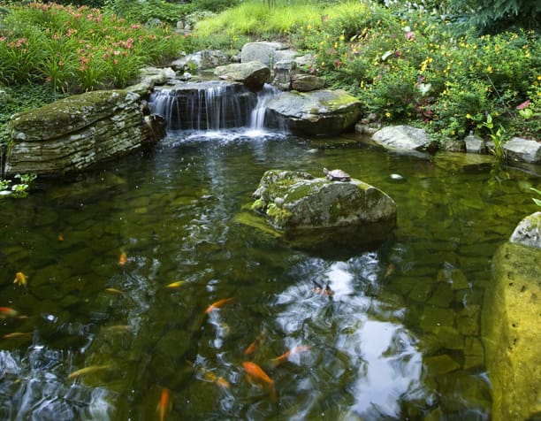 koi pond & waterfall