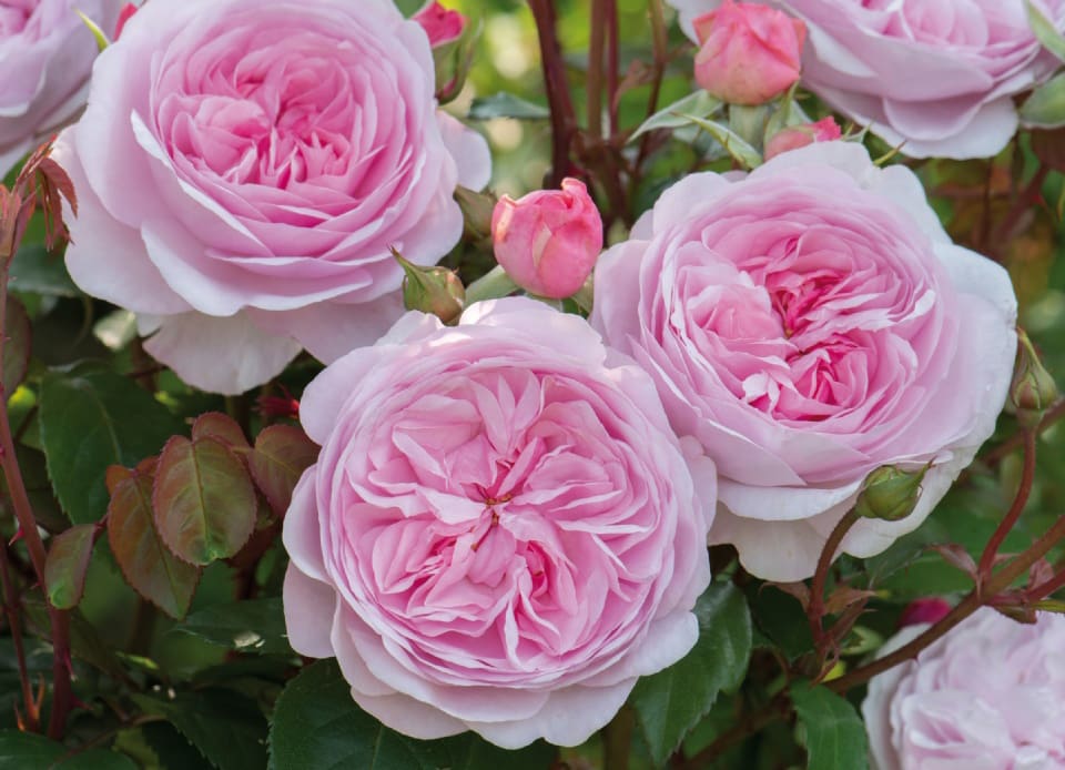 Olivia Rose Austin shrub rose blossom