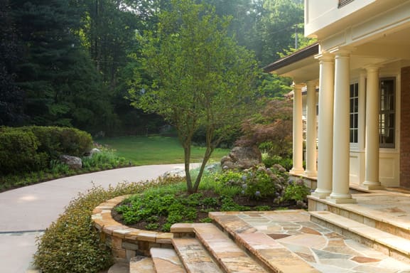 tree mulched properly in raised bed