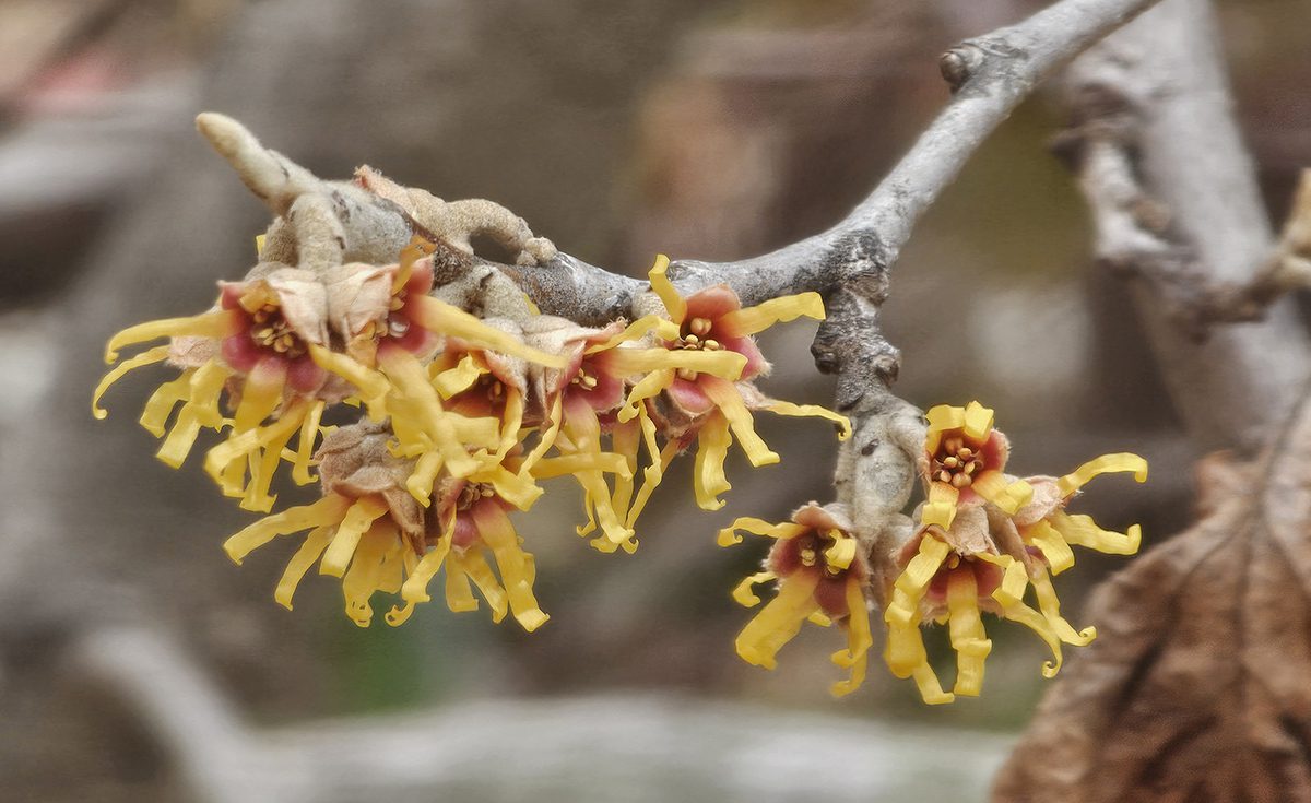 Winter blooming witch hazel petals look like curly ribbons
