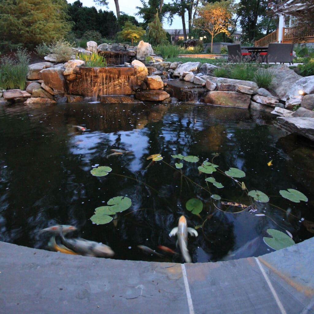 koi pond maintenance and koi fish care