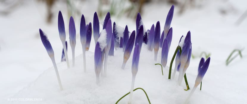 tommies crocus pushing through snow