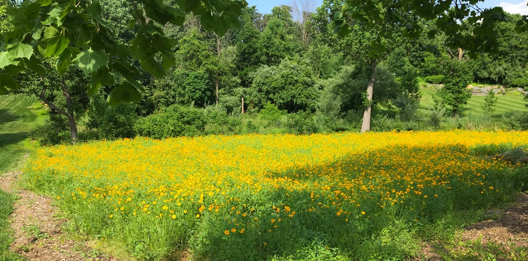 a wildlife garden plot replaces excess lawn